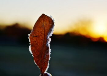 meteo:-da-freddo-a-caldo,-fine-novembre-senza-senso?