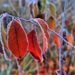 meteo:-freddo-polare-vero,-ma-novembre-finira-peggio