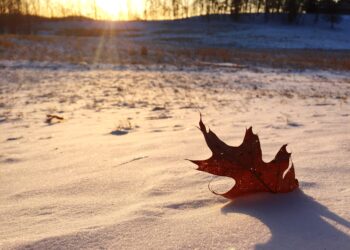 meteo,-novembre-inganna:-calore-anomalo-a-24°c-poi-ritorna-l’inverno