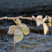 meteo-stabile-ma-pericoloso:-gli-effetti-dell’anticiclone-invernale