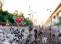 esordio-invernale-gelido-domenica-1°-dicembre-su-queste-regioni